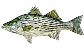 Lake Eustis hybrid striped bass
