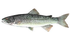 Lake Trout - lake trout fish