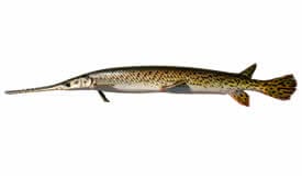 Longnose Gar - freshwater fishes