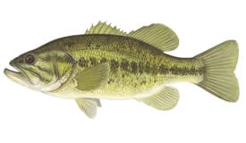 Northern Largemouth bass and Rainbow Trout are named for their multi-hued coloration