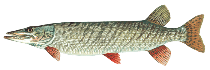 Musky Fish - Muskellunge fish