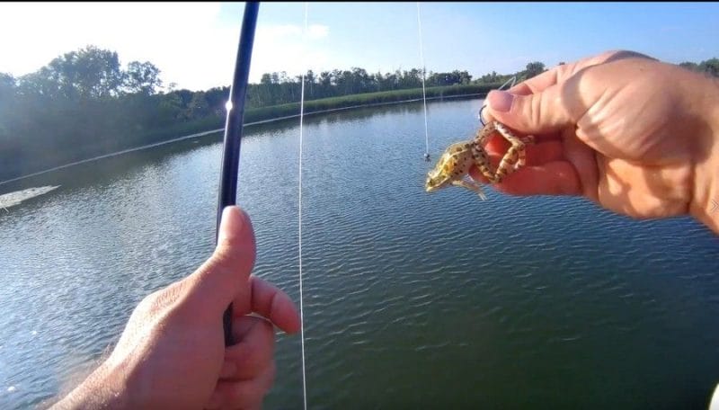 Natural bait for freshwater to catch freshwater fish