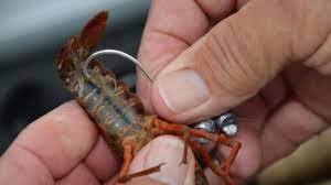 Crayfish the right freshwater fishing bait