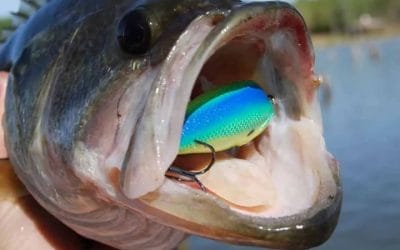 How to Fish a Crankbait? A Complete Guide!