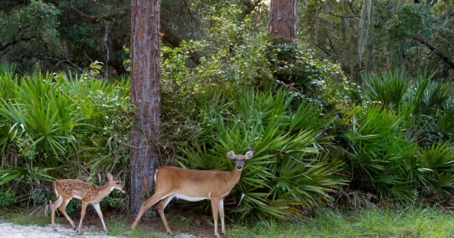 Lake Kissimmee State Park showcase white tailed deer