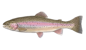 Fishing trout Diverse fish species in Dinosaur Point