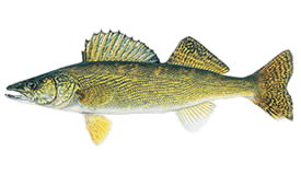 Walleye Fish - An angler holding up a trophy walleye specimen