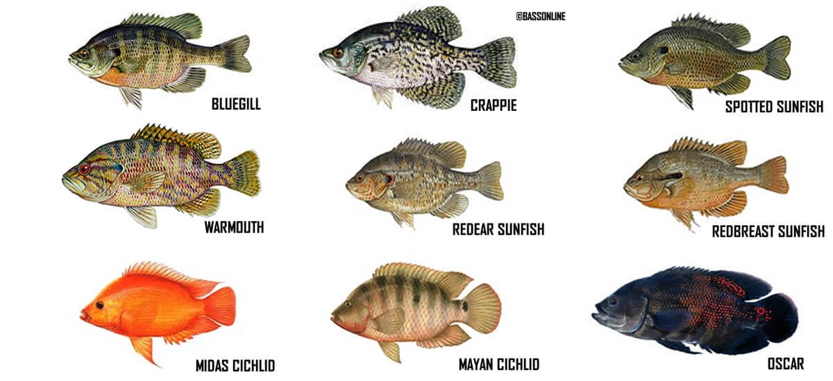 What Is A Panfish? Read This Complete Guide To Know What Are Panfish