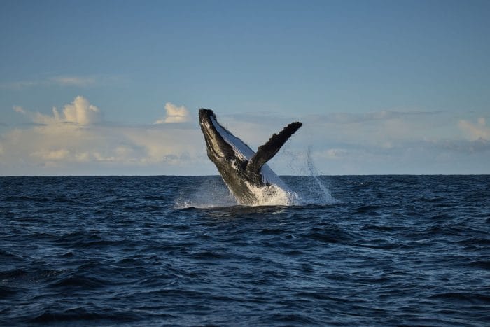 Whale watching. Image: Tim Campbell courtesy of margaretriver.com