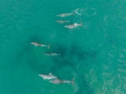 Bottlenose Dolphins, Mandurah